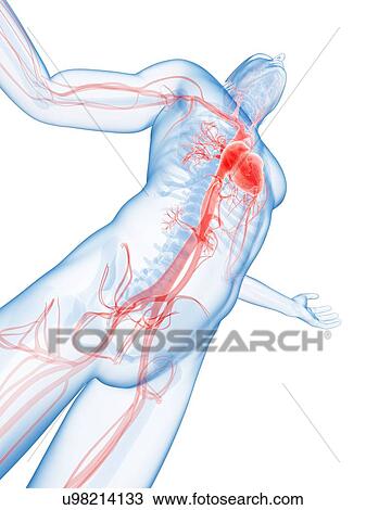 Drawing - "Human vascular system, Illustration". Fotosearch