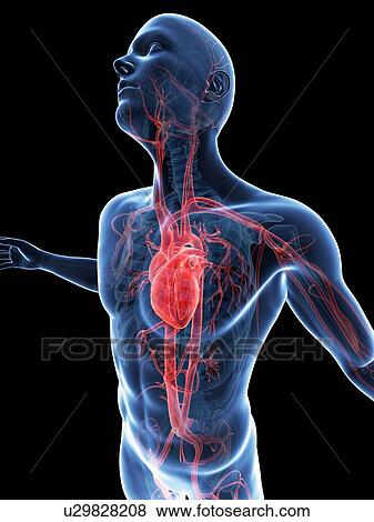 "Human vascular system, Illustration" View Large Illustration Stock Illustration - "Human vascular system, Illustration". Fotosearch