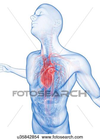 Stock Illustration - "Human vascular system, Illustration". Fotosearch