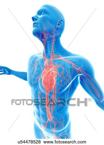 Stock Illustration - "Human vascular system, Illustration". Fotosearch