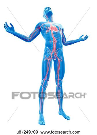 Stock Illustration - "Human vascular system, Illustration". Fotosearch