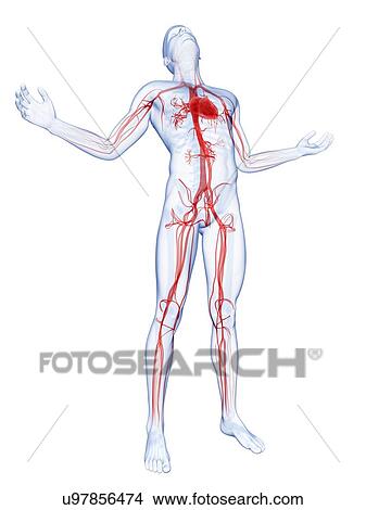 "Human vascular system, Illustration" View Large Illustration Stock Illustration - "Human vascular system, Illustration". Fotosearch