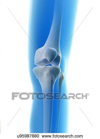 Clipart - "Knee joint, Illustration". Fotosearch