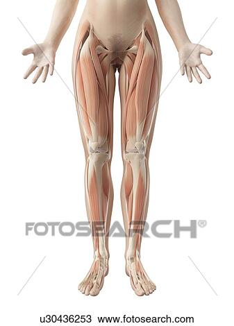 Drawing - "Leg muscles, Illustration". Fotosearch