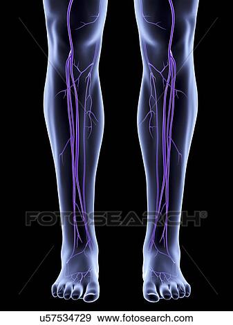 "Legs showing venous system, artwork" View Large Illustration Stock Illustration - "Legs showing venous system, artwork". Fotosearch