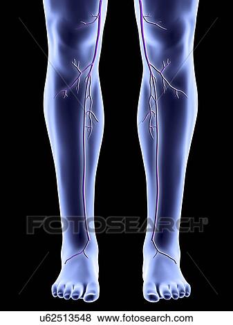Stock Illustration - "Legs with saphenous veins, artwork". Fotosearch