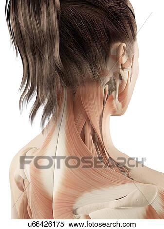 "Muscles, Neck and shoulder, Illustration" View Large Illustration Stock Illustration - "Muscles, Neck and shoulder, Illustration". Fotosearch