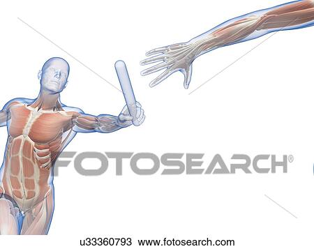 "Muscular system of a runner, Illustration" View Large Illustration Drawing - "Muscular system of a runner, Illustration". Fotosearch