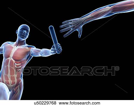 "Muscular system of a runner, Illustration" View Large Illustration Stock Illustration - "Muscular system of a runner, Illustration". Fotosearch