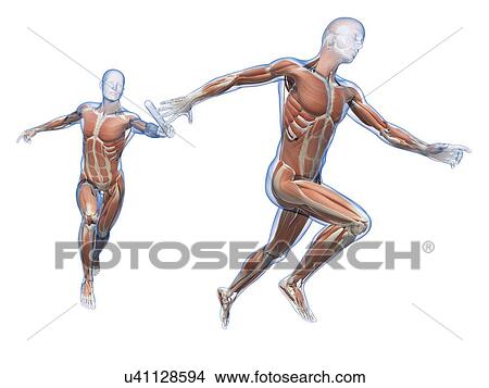 "Muscular system of runners, Illustration" View Large Illustration Stock Illustration - "Muscular system of runners, Illustration". Fotosearch