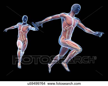 Stock Illustration - "Muscular system of runners, Illustration". Fotosearch