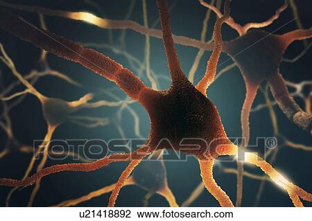 Drawing - "Nerve cell, Illustration". Fotosearch