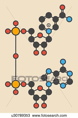 Nicotinamide molecule View Large Illustration Drawing - Nicotinamide molecule. Fotosearch
