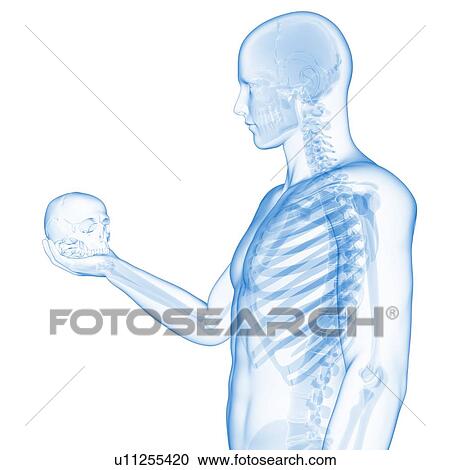 Clipart - "Person holding a skull, Illustration". Fotosearch