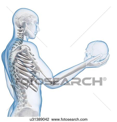 "Person holding a skull, Illustration" View Large Illustration Drawing - "Person holding a skull, Illustration". Fotosearch