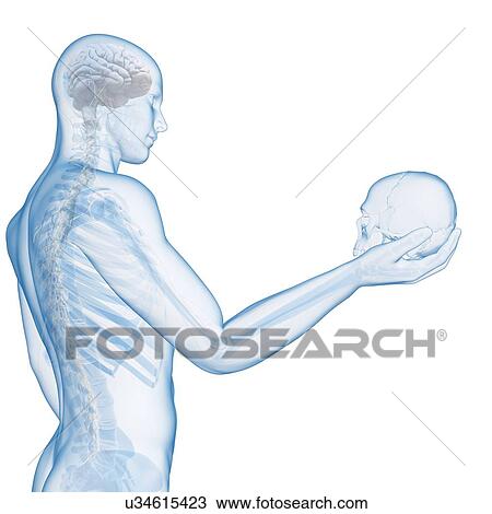 "Person holding a skull, Illustration" View Large Illustration Drawing - "Person holding a skull, Illustration". Fotosearch