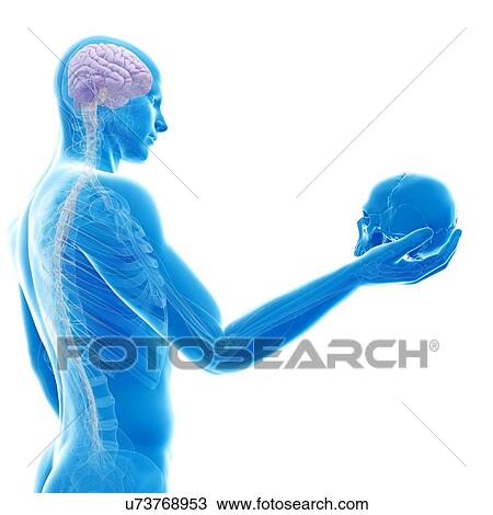 "Person holding a skull, Illustration" View Large Illustration Drawing - "Person holding a skull, Illustration". Fotosearch