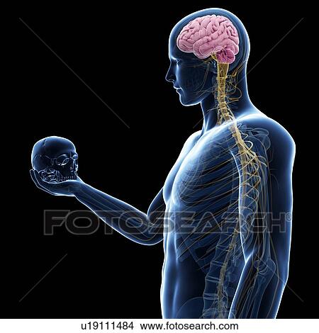 "Person holding a skull, Illustration" View Large Illustration Stock Illustration - "Person holding a skull, Illustration". Fotosearch