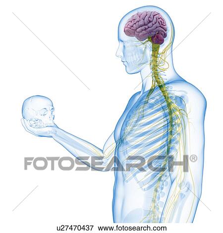 Stock Illustration - "Person holding a skull, Illustration". Fotosearch