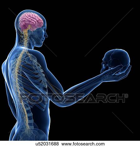 "Person holding a skull, Illustration" View Large Illustration Stock Illustration - "Person holding a skull, Illustration". Fotosearch