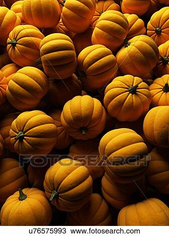 Drawing - "Pumpkins, Illustration". Fotosearch