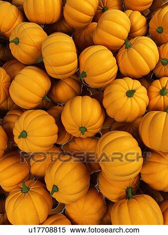 "Pumpkins, Illustration" View Large Illustration Stock Illustration - "Pumpkins, Illustration". Fotosearch