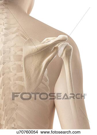 Stock Illustration - "Shoulder blade, Illustration". Fotosearch