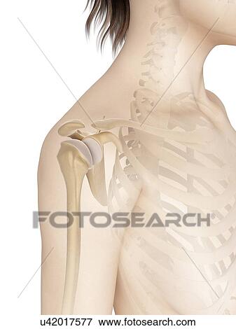 "Shoulder bones, Illustration" View Large Illustration Stock Illustration - "Shoulder bones, Illustration". Fotosearch