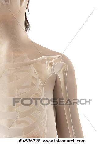 "Shoulder bones, Illustration" View Large Illustration Stock Illustration - "Shoulder bones, Illustration". Fotosearch