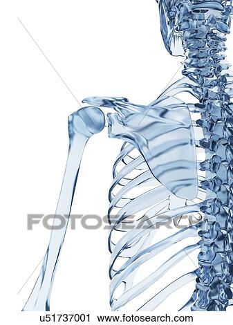 Clip Art - "Shoulder joint, Illustration". Fotosearch