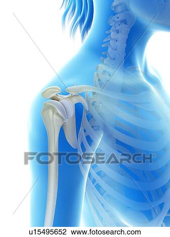 "Shoulder joint, Illustration" View Large Illustration Drawing - "Shoulder joint, Illustration". Fotosearch