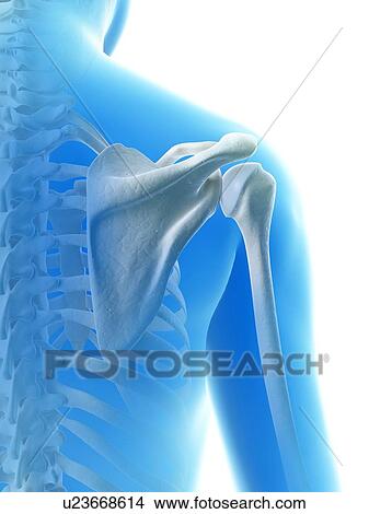 Stock Illustration - "Shoulder joint, Illustration". Fotosearch