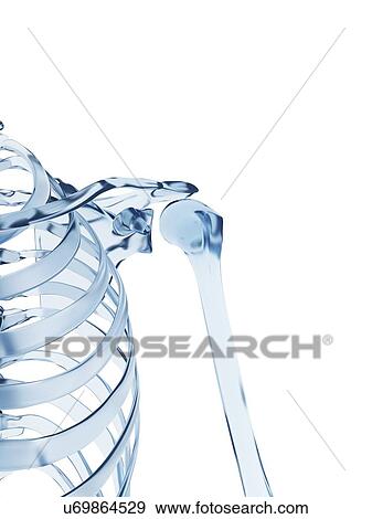 Stock Illustration - "Shoulder joint, Illustration". Fotosearch