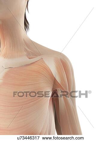 "Shoulder muscles, Illustration" View Large Illustration Stock Illustration - "Shoulder muscles, Illustration". Fotosearch