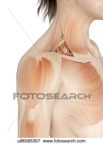 "Shoulder muscles, Illustration" View Large Illustration Stock Illustration - "Shoulder muscles, Illustration". Fotosearch