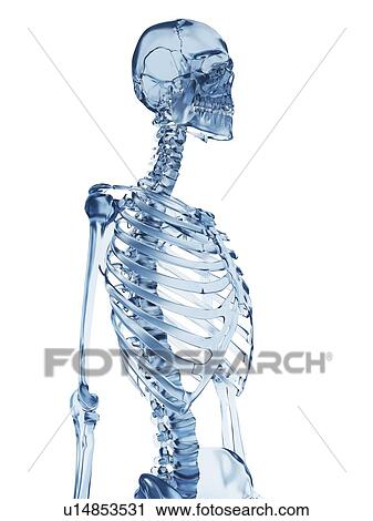 "Skeletal structure, Illustration" View Large Illustration Clip Art - "Skeletal structure, Illustration". Fotosearch