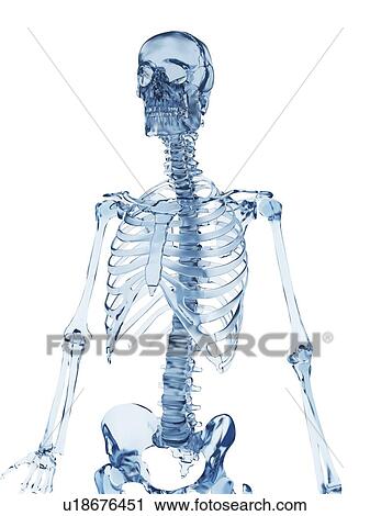 Clip Art - "Skeletal structure, Illustration". Fotosearch