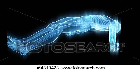 "Skeletal structure, Illustration" View Large Illustration Drawing - "Skeletal structure, Illustration". Fotosearch