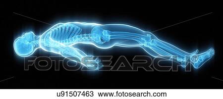 "Skeletal structure, Illustration" View Large Illustration Drawing - "Skeletal structure, Illustration". Fotosearch