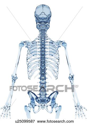 "Skeletal structure, Illustration" View Large Illustration Stock Illustration - "Skeletal structure, Illustration". Fotosearch