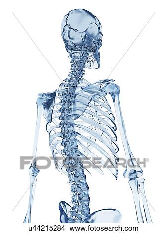 Stock Illustration - "Skeletal structure, Illustration". Fotosearch