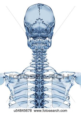 "Skeletal structure, Illustration" View Large Illustration Stock Illustration - "Skeletal structure, Illustration". Fotosearch