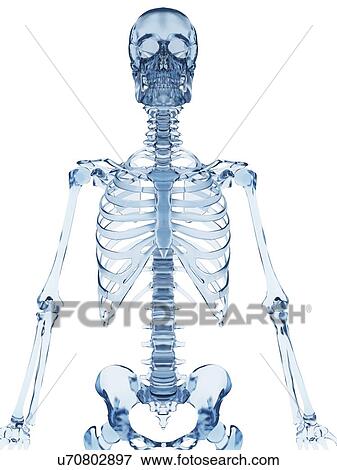 "Skeletal structure, Illustration" View Large Illustration Stock Illustration - "Skeletal structure, Illustration". Fotosearch