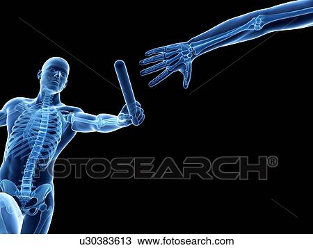Drawing - "Skeletal system, Illustration". Fotosearch