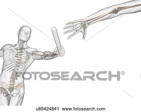 "Skeletal system of a runner, Illustration" View Large Illustration Clip Art - "Skeletal system of a runner, Illustration". Fotosearch