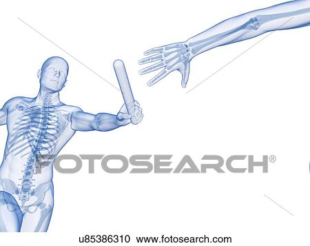 Clipart - "Skeletal system of a runner, Illustration". Fotosearch