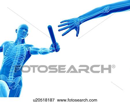 Stock Illustration - "Skeletal system of a runner, Illustration". Fotosearch