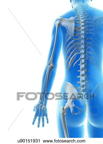 "Spinal structure, Illustration" View Large Illustration Clip Art - "Spinal structure, Illustration". Fotosearch