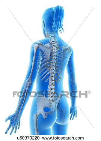"Spinal structure, Illustration" View Large Illustration Clipart - "Spinal structure, Illustration". Fotosearch