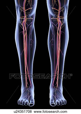 "Vascular system of the legs, artwork" View Large Illustration Stock Illustration - "Vascular system of the legs, artwork". Fotosearch